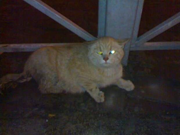 спасение кота больной кот