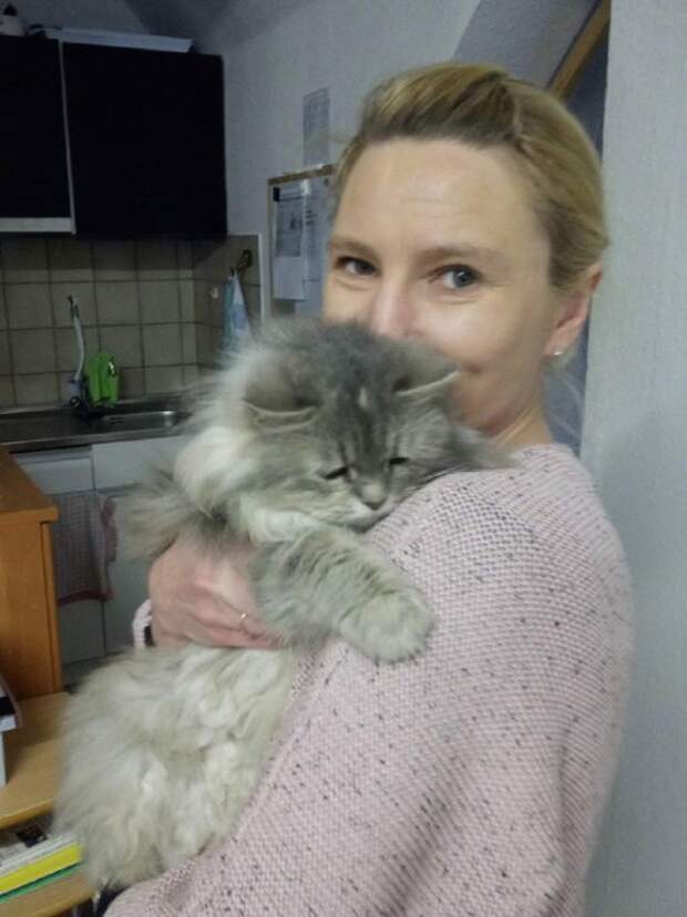Катя нашлась. Катя кошка Березовский. Менглиаманова Анна проживает в Германии. DJ Cat Катя Германия. 89652574103 Найти хозяйку.