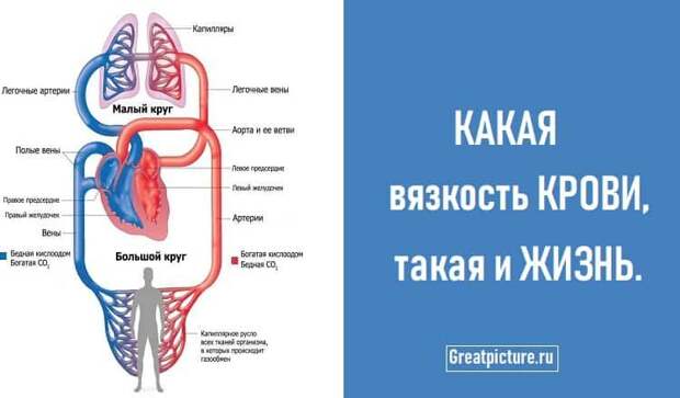 КАКАЯ вязкость КРОВИ, такая и ЖИЗНЬ. Полезная статья!