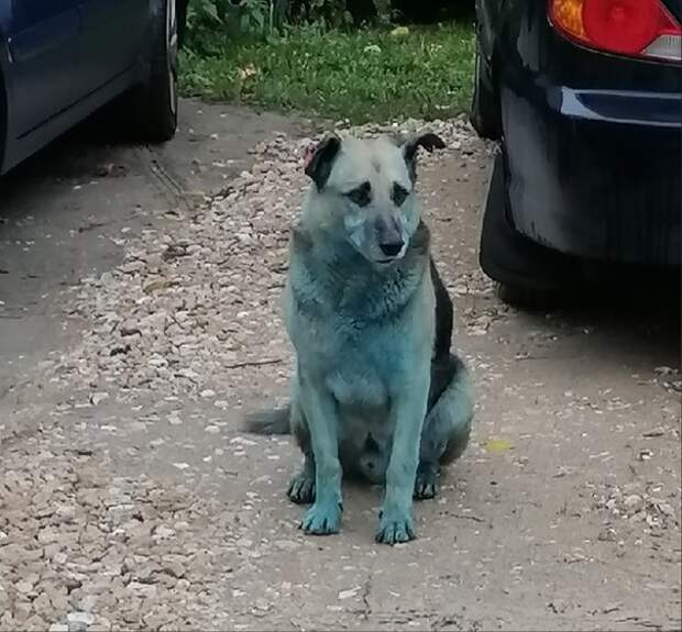 Голубые собаки вновь появились на улицах Дзержинска
