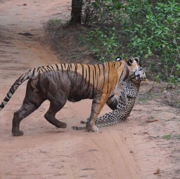Тигрица на глазах у туристов загрызла леопарда индия, леопард, схватка, тигр, хищник