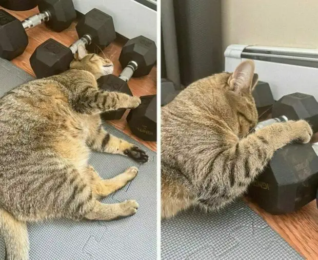 Непредсказуемые любимые игрушки домашних питомцев