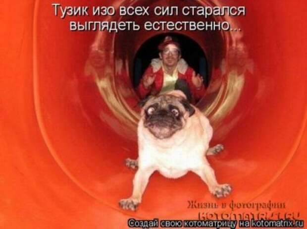Котоматрицы....самые прикольные