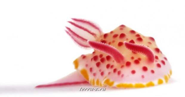 3110-990x524_a Mexichromis mariei, размер 3 см