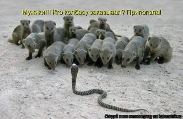 Котоматрица для ночных посетителей Поржать.ру
