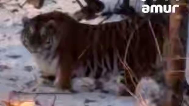 "Киса, кис, кис, кис!" Жительница Приморья осуществила мечту, сняв на видео дикого тигра