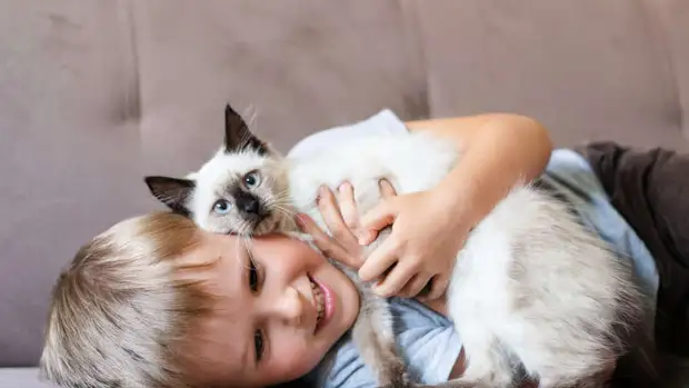 Психиатры связали проживание с кошкой с риском психозов у мужчин