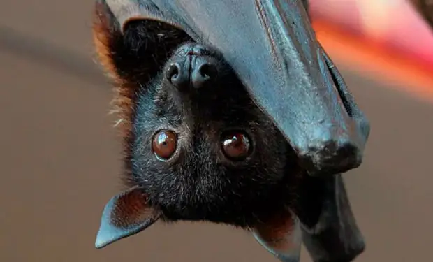 Почему летучие мыши почти ничем не болеют