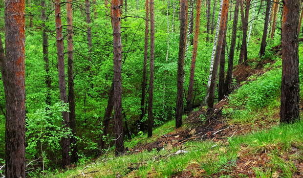 Нижегородцам запретили посещать леса