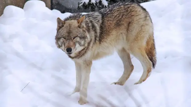 Волков и белок в Марий Эл стало меньше