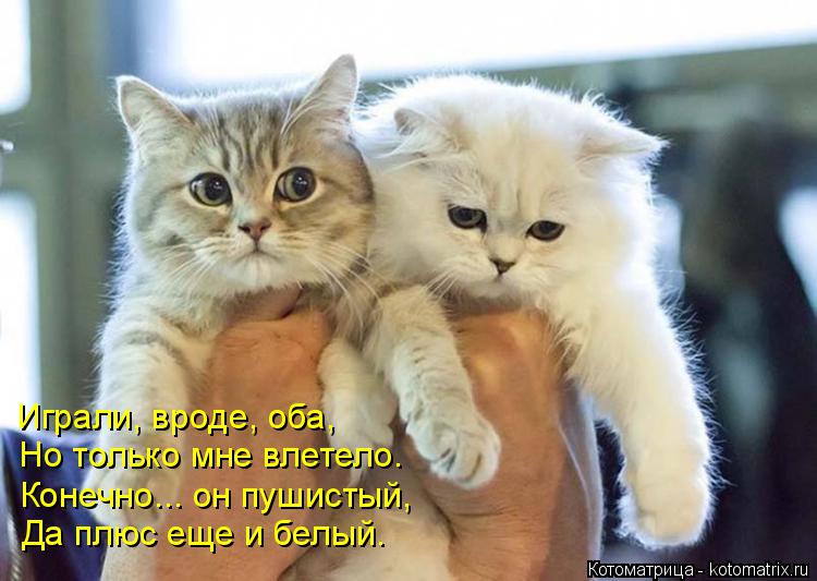 Котоматрица: Играли, вроде, оба, Но только мне влетело. Да плюс еще и белый. Конечно... он пушистый,