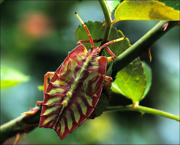 Картинки по запросу sagra chrysomelidae