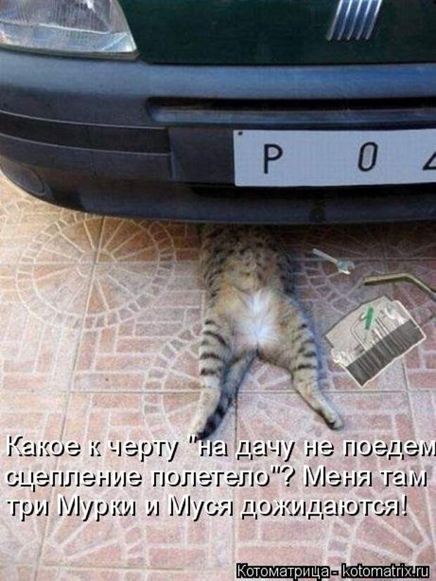 Новая котоматрица (38 фото)