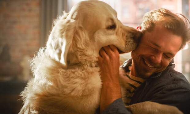 Придется вспомнить логарифмы: ученые нашли точную формулу собачьего возраста