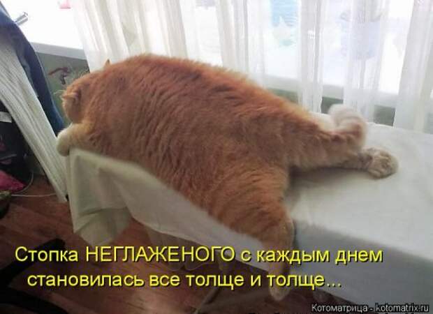 Новая котоматрица на Бугаге (38 фото)
