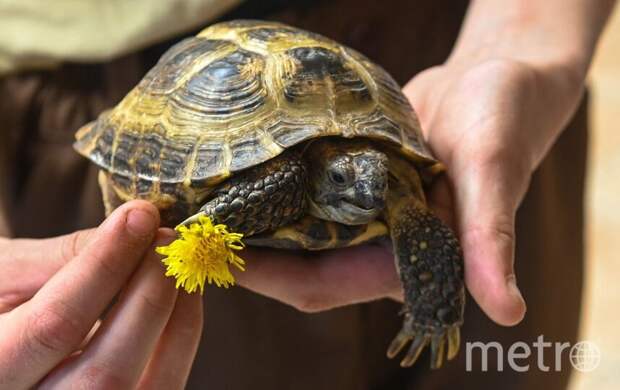 Тортилла справляет новоселье: в Ленинградском зоопарке черепахи обрели новый дом