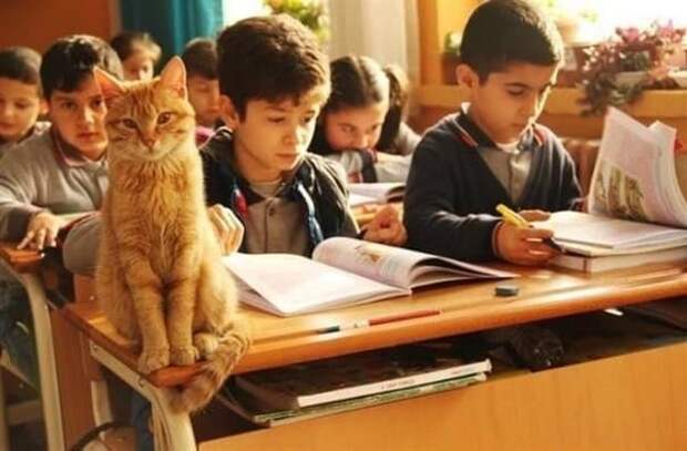 Как рыжий кот официально устроился на работу в школу животные, коты, школа