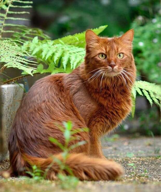 рыжая сомалийская кошка