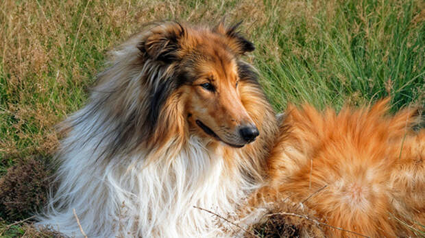 Вожак и Миранда