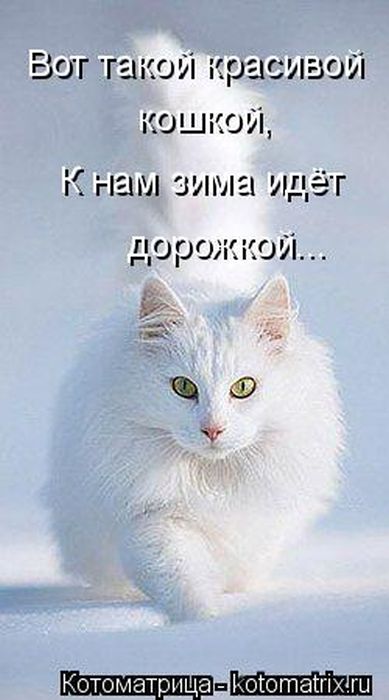 Котоматрицы(картинки с подписями)
