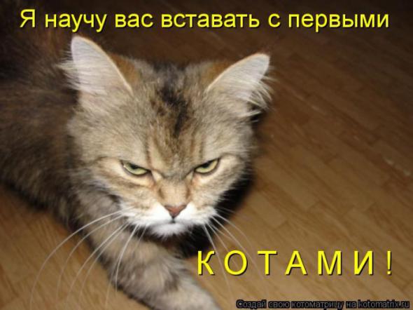 Котоматрицы(картинки с подписями)