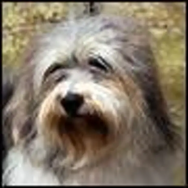 Породы собак 30 см. Крупные породы собак. Тоса-ину. Английский мастиф породы собак. Южно африканский бурбуль.