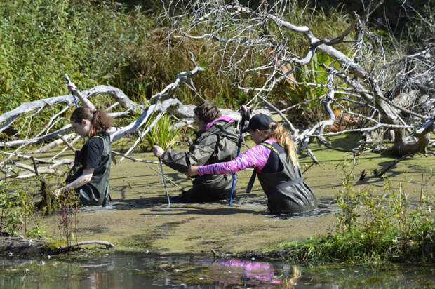 В России проводят мероприятия по сохранению русской выхухоли
