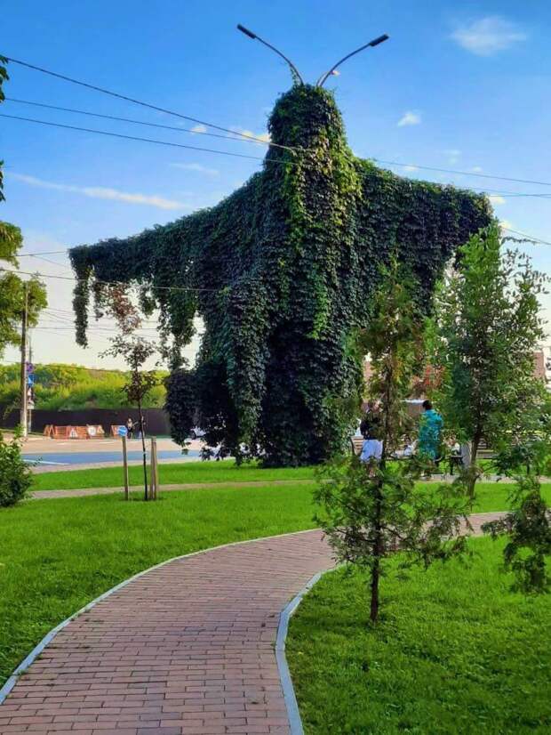 Дерево похожее на моль