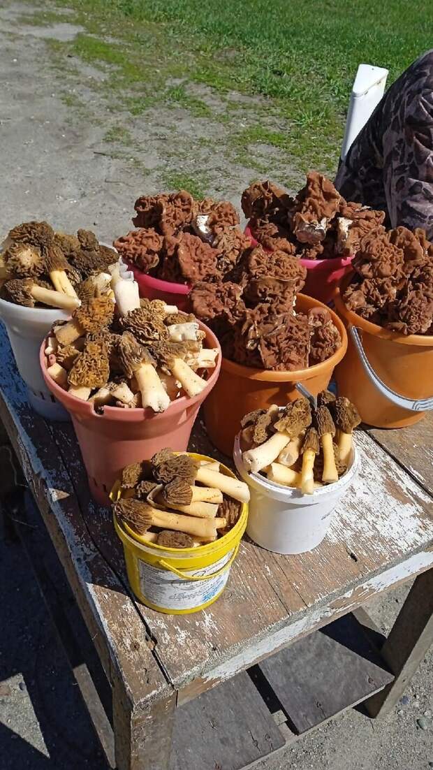 Фото: Светлана Тихонова / vk.com/gribniki22rus