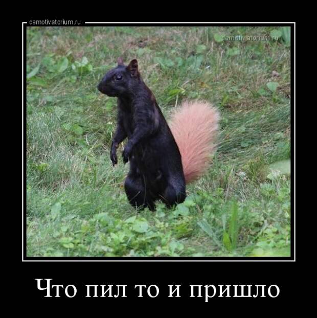 что пил то и пришло демотиватор, прикол, юмор
