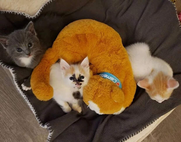 Без кота и жизнь не та