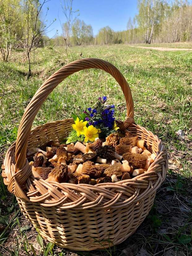 Фото: Елена Прилуцкая / vk.com/gribniki22rus