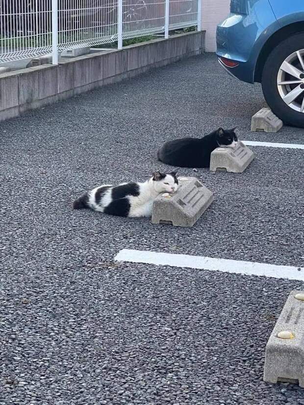 Коты на стоянке