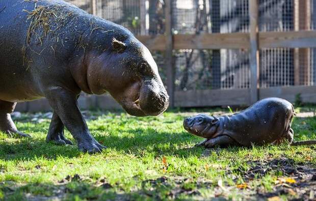 And this baby hippo having play time with his mom.