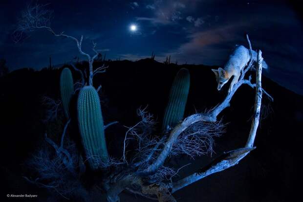 Потрясающие фотографии финалистов конкурса «Wildlife Photographer of the Year» 2014 (43 фото) красиво, Красивые фотографии, Природа, фото, 