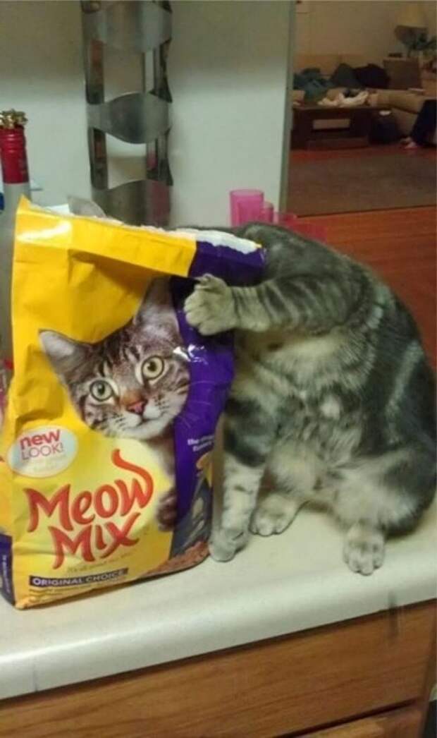 Неотразимые котэ