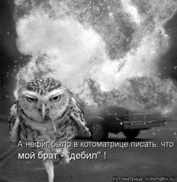 Котоматрицы(картинки с подписями)