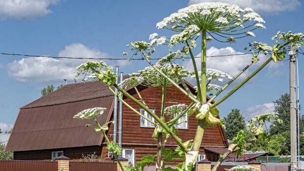 В Московской области начнут двухэтапную борьбу с борщевиком