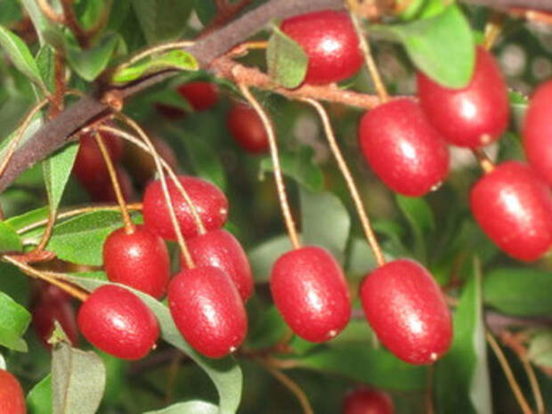 Гуми: полезные свойства чудо-ягоды - Smak.ua