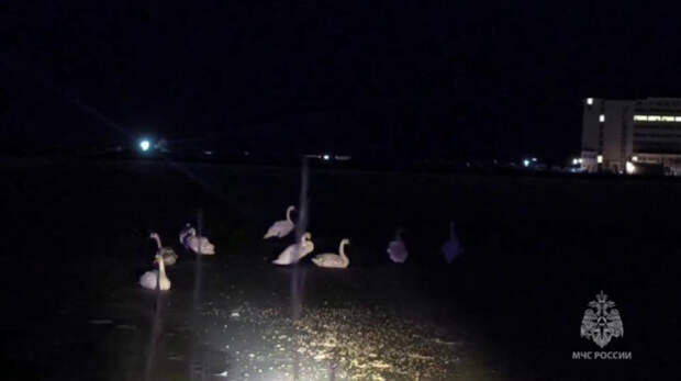 В Крыму опровергли информацию о погибающих лебедях на озере Сасык-Сиваш