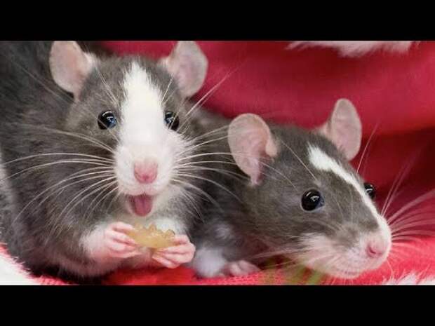 Хантавирус впервые передался от крысы к человеку
