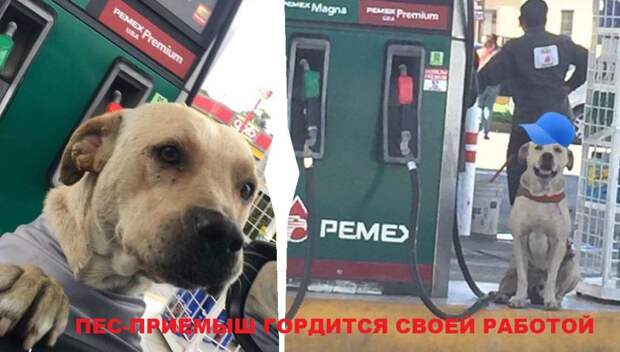 В его жизни никого не было, пока худого бродягу не приютили на заправке. И пес доказал, насколько предан