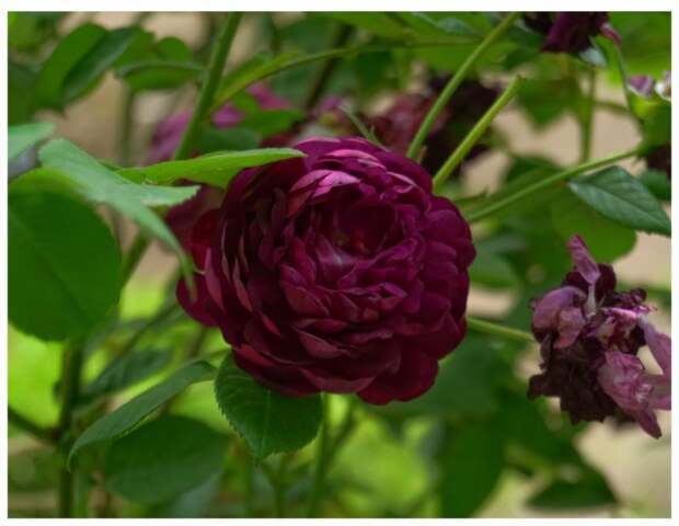 фиолетовая роза Кардинал де Ришелье