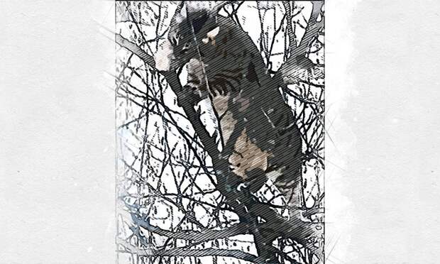 Орловцы умилились гигантской пушистой синичке