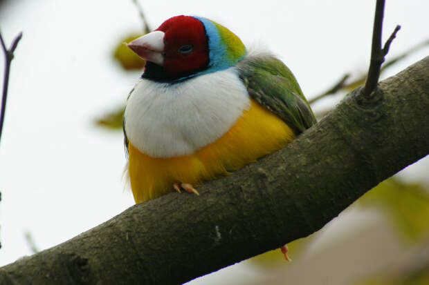 3883091488 f9bc13e226 b Гульдова амадина   одна из самых ярких и красивых птиц