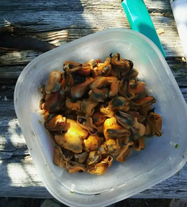 Беломорские мидии