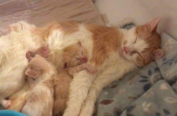 Кошка-мать всеми силами защищала котят, несмотря на свое состояние