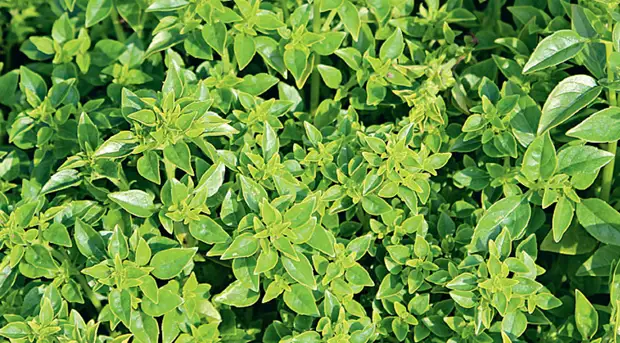 Выбираем сорта базилика на любой вкус: с ароматом лимона, карамели и другие