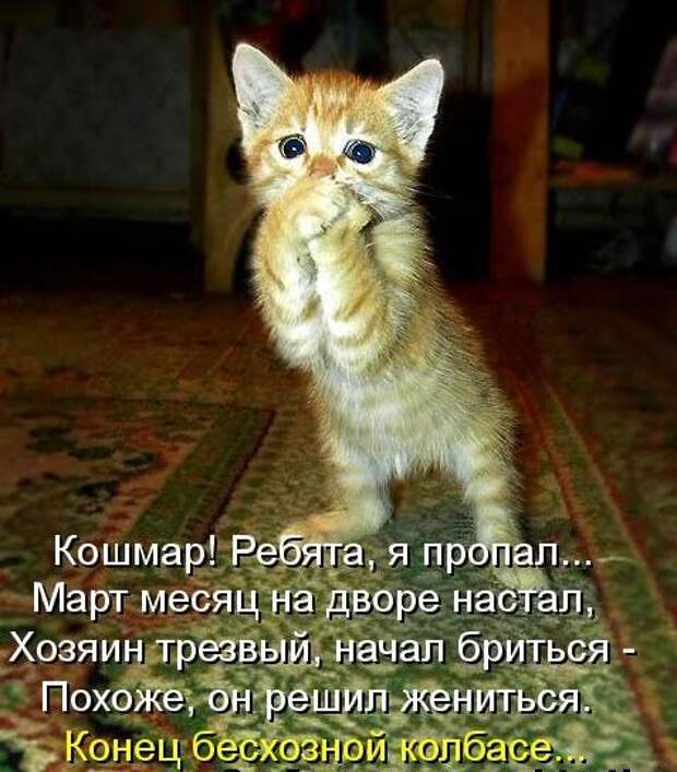 Усатый и хвостатый (котоматрица)