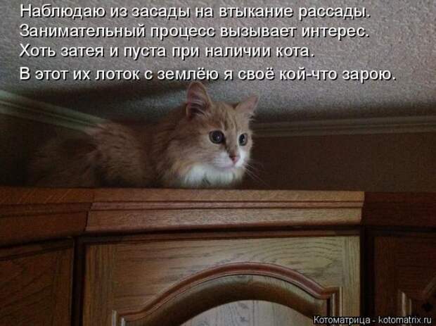 Забавные котоматрицы
